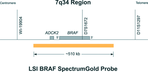 Vysis-BRAF-SpectrumGold-Probe