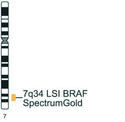 Vysis-BRAF-SpectrumGold-Probe