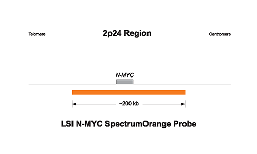 Vysis-LSI-N-MYC-2p24.1-SpectrumOrange-Probe