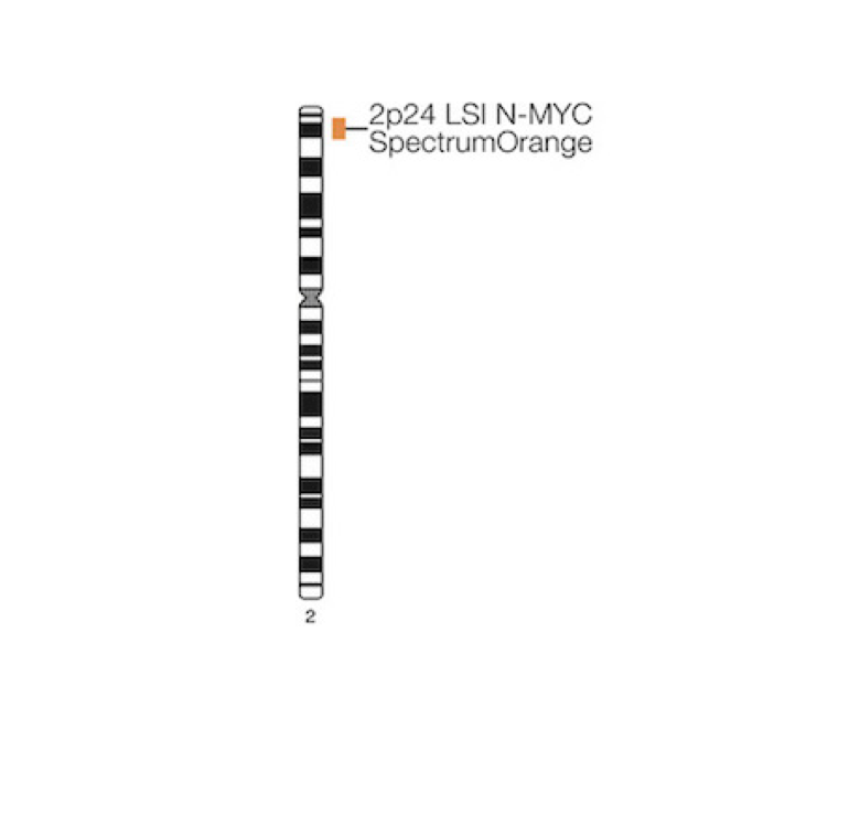 Vysis-LSI-N-MYC-2p24.1-SpectrumOrange-Probe