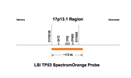 LSI-TP53-SpectrumOrange-Probe