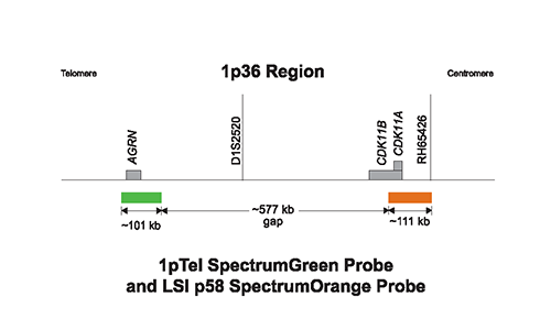 Vysis-1p36-Microdeletion-Region-Probe-LSI-p58-1p36-SpectrumOrange-TelVysion-1p-SpectrumGreen-LSI-1q25