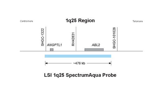 Vysis-1p36-Microdeletion-Region-Probe-LSI-p58-1p36-SpectrumOrange-TelVysion-1p-SpectrumGreen-LSI-1q25