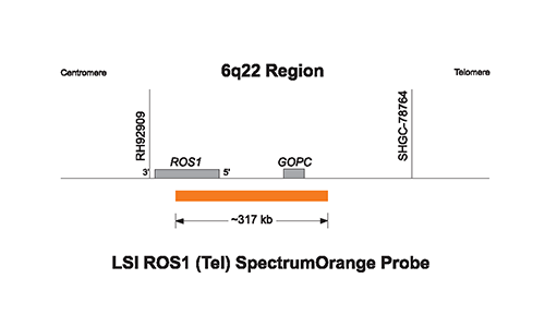 Vysis-6q22-ROS1-Break-Apart-FISH-Probe