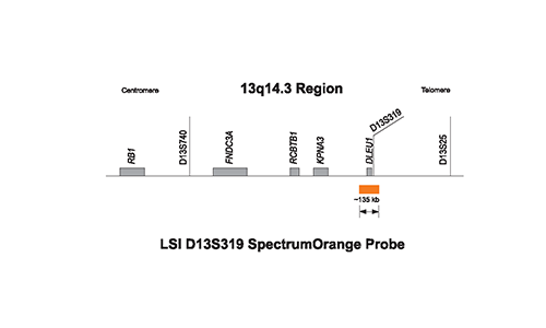 Vysis-D13S319-13q143-SpectrumOrange-Probe