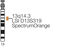 Vysis-D13S319-13q143-SpectrumOrange-Probe