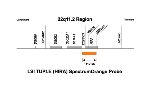 Vysis-DiGeorge-Region-Probe-LSI-TUPLE1-HIRA-SpectrumOrange-TelVysion-22q-SpectrumGreen