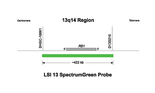 Vysis-LSI-13-13q14-SpectrumGreen-Probe