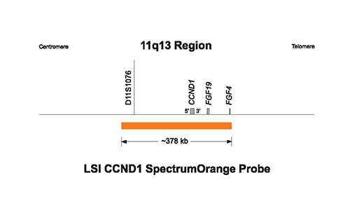 Vysis-LSI-Cyclin-D1-(11q13)-SpectrumOrange-Vysis-CEP-11-SpectrumGreen