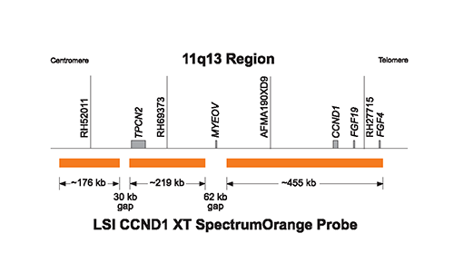 Vysis-LSI-IGH-CCND1-XT-Dual-Color-Dual-Fusion-Translocation-Probes