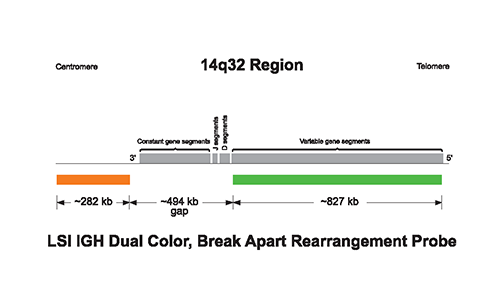 Vysis-LSI-IGH-Dual-Color-Break-Apart-Rearrangement-Probe