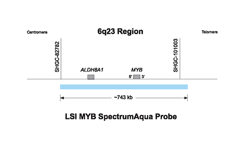 Vysis-LSI-MYB-SpectrumAqua-Probe