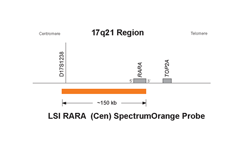 Vysis-LSI-RARA-Cen-SpectrumOrange-Probe