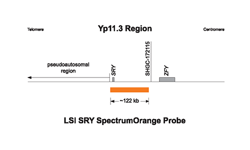 Vysis-LSI-SRY-SpectrumOrange-Probe