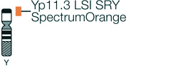 Vysis-LSI-SRY-SpectrumOrange-Probe