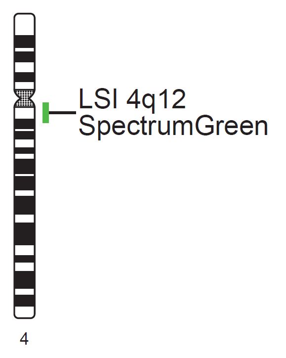 Vysis-LSI-4q12-SpectrumGreen-Probe