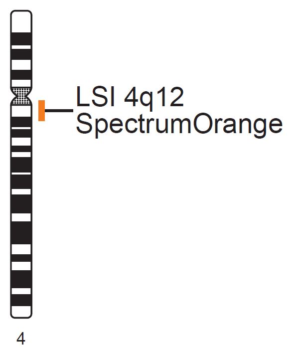 Vysis-LSI-4q12-SpectrumOrange-Probe