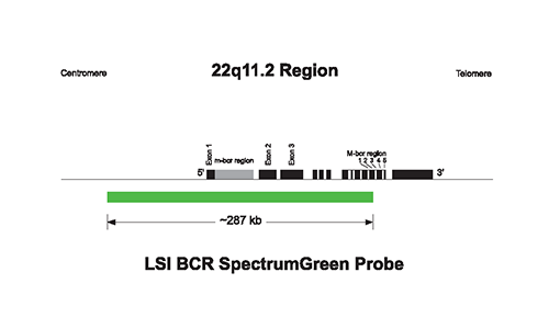 Vysis-LSI-BCR-ABL-Dual-Color-Single-Fusion-Translocation-Probe