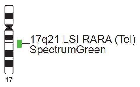 Vysis-LSI-RARA-Tel-SpectrumGreen-Probe