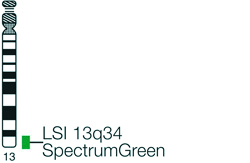 Vysis-LSI-13q34-SpectrumGreen-Probe