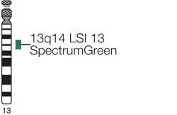 Vysis-LSI-13-13q14-SpectrumGreen-Probe