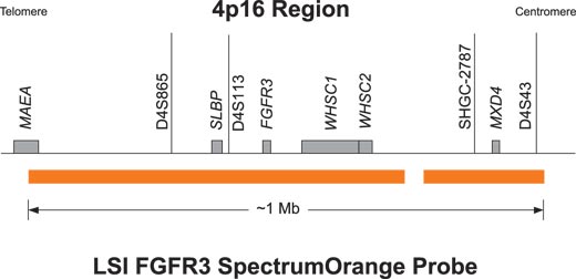 Vysis-LSI-IGH-FGFR3-Dual-Color-Dual-Fusion-Probes