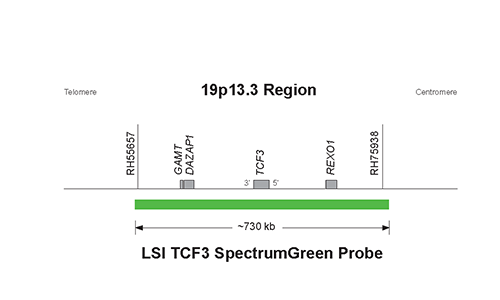 Vysis-LSI-TCF3-SpectrumGreen-Probe
