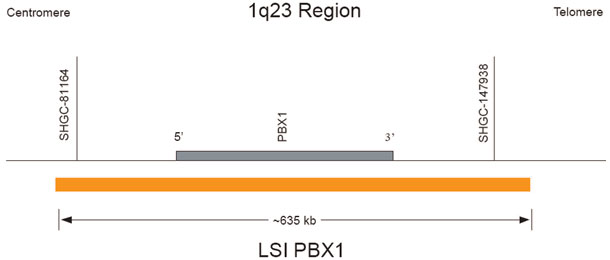 Vysis-LSI-PBX1-SpectrumOrange-Probe