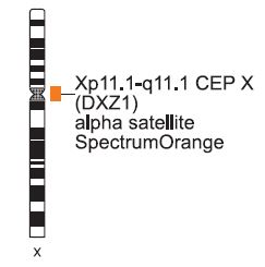 Vysis-CEP-X-SpectrumOrangeY-SpectrumGreen-Direct-Labeled-Fluorescent-DNA-Probe-Kit