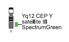 Vysis-CEP-X-SpectrumOrangeY-SpectrumGreen-Direct-Labeled-Fluorescent-DNA-Probe-Kit