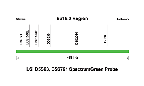 Vysis-LSI-D5S23-D5S721-SpectrumGreen-Probe
