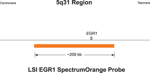 Vysis-EGR1-FISH-Probe-Kit-SC-Specimen-Characterization