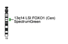 Vysis-LSI-FOXO1-Cen-SpectrumGreen-Probe