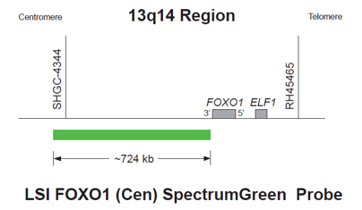 Vysis-LSI-FOXO1-Cen-SpectrumGreen-Probe