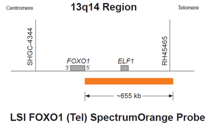 Vysis LSI FOXO1 (Tel) SpectrumOrange Probe