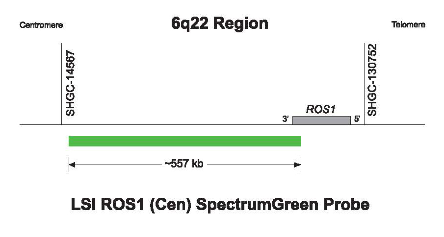 Vysis-LSI-ROS1-Cen-SpectrumGreen-Probe