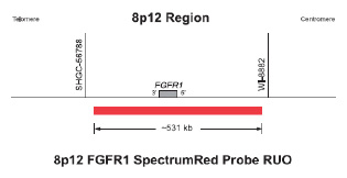Vysis-8p12-FGFR1-SpectrumRed-CEP-8-SpectrumAqua-FISH