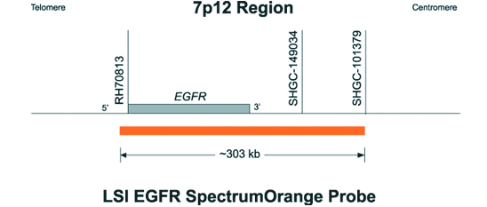Vysis-LSI-EGFR-SpectrumOrange-CEP-7-SpectrumGreen-Probes