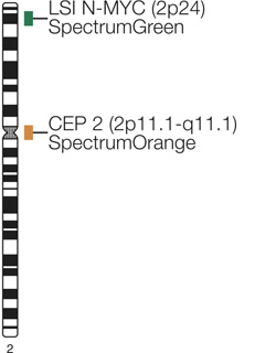 Vysis-LSI-N-MYC-2p24-SpectrumGreen-Vysis-CEP-2-SpectrumOrange-Probe