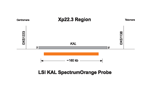 Vysis-Kallman-Region-Probe-LSI-KAL-SpectrumOrange-Vysis-CEP-X-SpectrumGreen