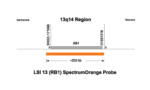 Vysis-LSI-13-RB1-13q14-SpectrumOrange-Probe