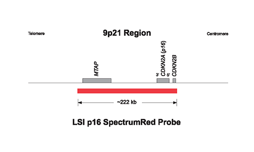Vysis-LSI-9p21-Spectrum-Red-Probe