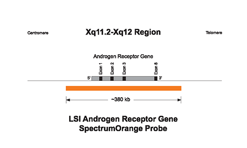Vysis-LSI-Androgen-Receptor-Gene-Xq12-SpectrumOrange-Probe