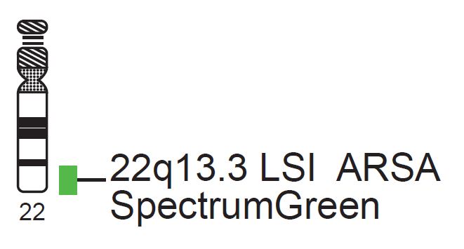 Vysis-LSI-ARSA-SpectrumGreen-Probe