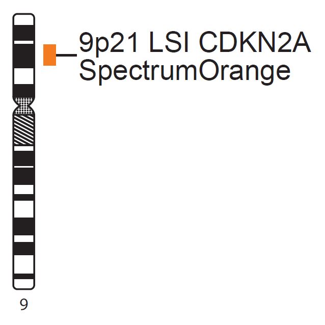 Vysis-LSI-CDKN2A-SpectrumOrange-Probe