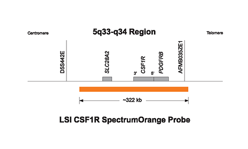 Vysis-LSI-CSF1R-SpectrumOrange-D5S23-D5S721-SpectrumGreen-Probes