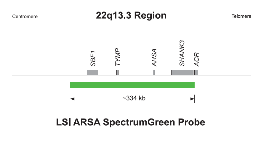 /Vysis-LSI-D22S75-(N25%20region)-SpectrumOrange-LSI-ARSA-SpectrumGreen-Probe