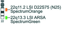 /Vysis-LSI-D22S75-(N25%20region)-SpectrumOrange-LSI-ARSA-SpectrumGreen-Probe