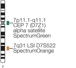 Vysis-LSI-D7S522-(7q31)-SpectrumOrange-Vysis-CEP-7-SpectrumGreen-Probe