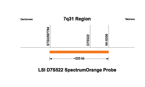 Vysis-LSI-D7S522-(7q31)-SpectrumOrange-Vysis-CEP-7-SpectrumGreen-Probe